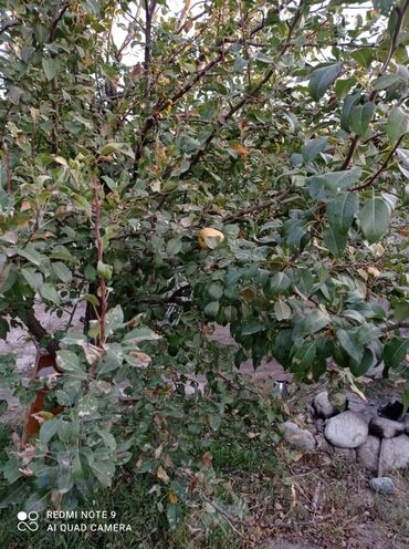 Продажа домов: Дом, 115 м², 5 комнат, Собственник at lalafo.kg — 21 Продажа домов: Дом, 115 м², 5 комнат, Собственник — 21