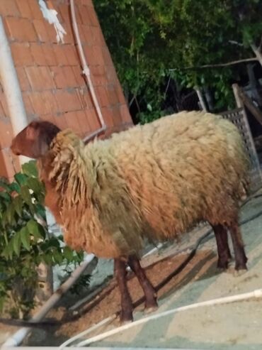 heyvan satisi: Dişi, Qala, il: 1, Ətlik, Ünvandan götürmə