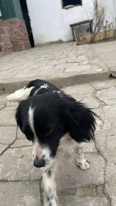 Отдам даром собаку: Собака русский охотничий спаниель, мелкая/средняя, черно-белого окраса — 2