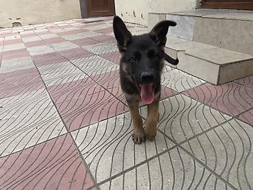 akita it: Alman çoban iti, 2 ay, Dişi, Peyvəndli — 2