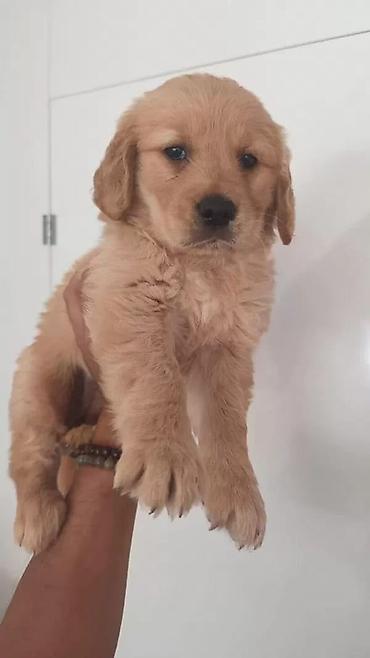 labrador balasi satilir: Retriever, Erkək — 5