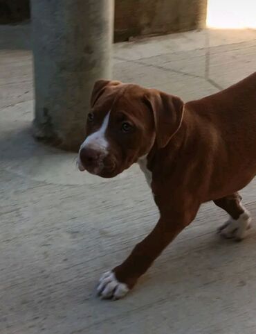 pitbul erkek: Pitbul, 2 ay, Dişi, Peyvəndli, Ödənişli çatdırılma