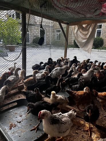 Atlar: Toyuq cücələri, Damazlıq, Ödənişli çatdırılma