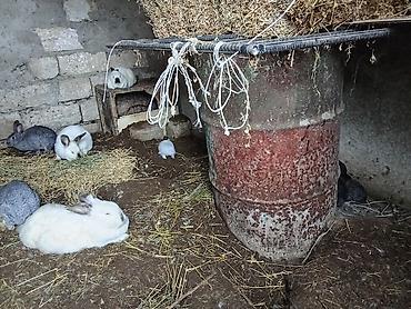 dovşan satışı: Satışda dekorativ və təsərrüfat üçün uyğun dovşanlar - Rəng çeşidi — 3