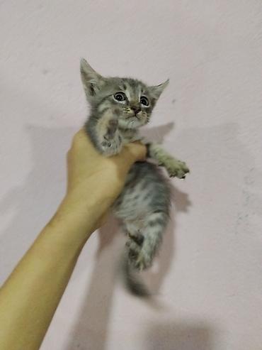 pulsuz it satilir: Tabbi — 1
