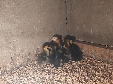 lavanda ördək: 🦆 Kanada sortlu ördəklər satılır 🔹 3 günlük ördək balası – 6 AZN 🔹 — 3