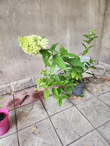 payiz dekoru: Ağ çiçəkləri olan panikulyar hortensiya (Hydrangea paniculata) – — 6