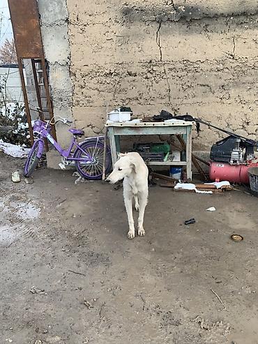 Продажа собак: Порода: тайган самка возраст 8 месяцев окрас белый. Описание: - — 4