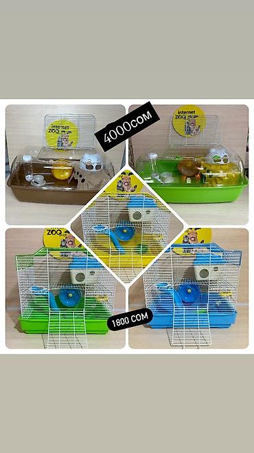 Хомяки: Продаются хомячки джунгарские, сирийские, ангорские пушистые хомячки — 14