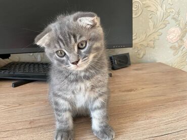 отдам кота я его боюсь: Британская короткошёрстная, 2 месяца, Мальчик, Лиловый