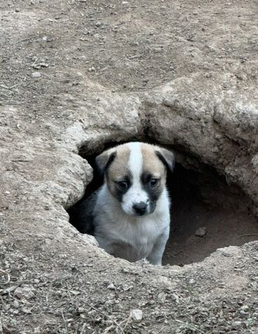 объявления о пропаже животных: Жөнөкөй ит, 3 айлык, Ургаачы