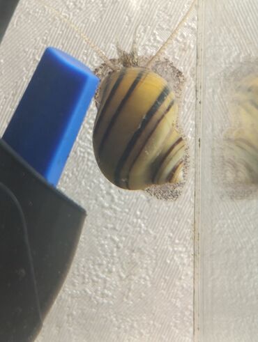 Аквариумы: Аквариумные улитки «Спикси“» - Вид: пресноводные улитки спикси с — 9