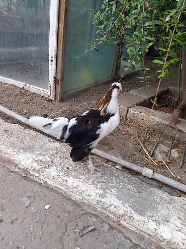 xoruzu: Satsı: dekorativ Yaponka xırda cins toyuqlar (bantam tipli) — 7