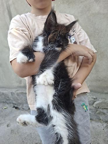 сфинкс кошка цена: Котёнок мейн-кун, чёрно-белый, пушистый, длинношёрстный тип (окрас — 4