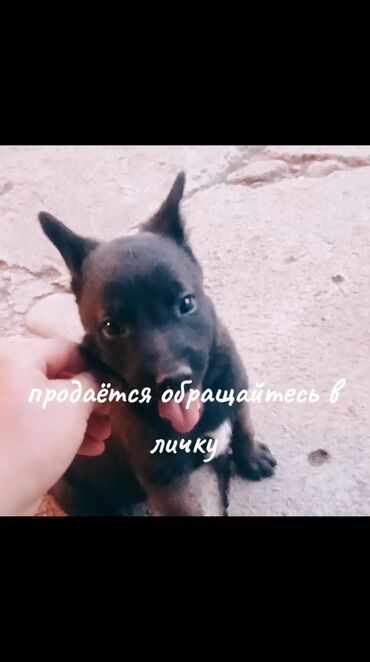 ориентальная кошка черная: Вязка: Бельгийская овчарка, Самец, 1 год