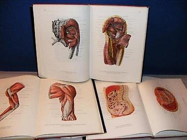unimer 33: ANATOMSKI ATLAS 1-3ATLAS ANATOMIAECORPORIS HUMANIDR KISS FERENSDR — 4