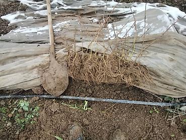 Ежевика: Саженцы ежевики (безшипные крупноплодные сорта) - Посадочный материал — 3