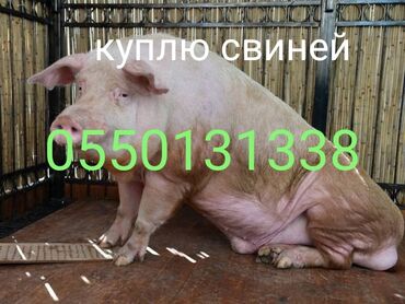 �������� ������������ в Кыргызстан | Куплю с/х животных: Куплю свиней мясом обмером на дорост хряков можно вынужденный забой