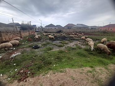 lalafo qoyunlar: Qoyun sürüsü – yerli ətlik/yunlu tip Məhsul təsviri: - Şəkillərdə — 9