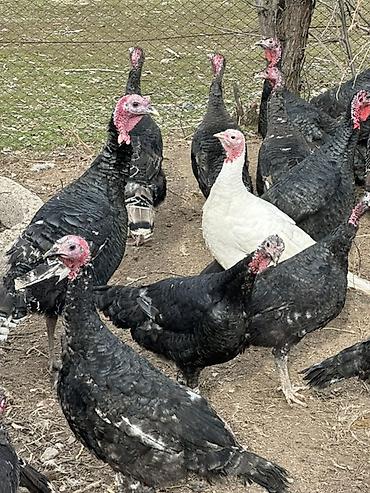 Индюки: Продаю | Индюшка (самка), Индюк (самец) | Для разведения | Племенные — 3
