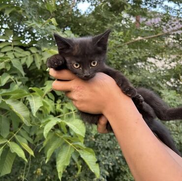 американская короткошёрстная кошка: 4 айлык, Эркек, Аргын