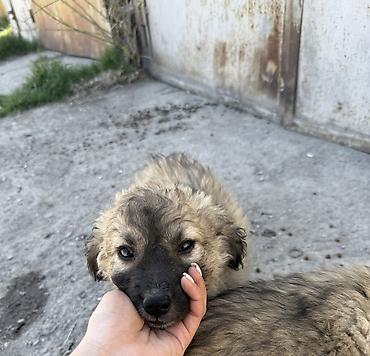 Продажа собак: Дворняжка, 2 месяца, Самец, С прививкой — 8
