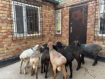 на баран: Продаю | Овца (самка) | Для разведения — 9