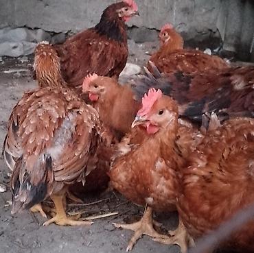 arpa toxumu satışı: Kənd toyuğu Toyuq Bütöv — 2