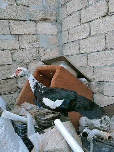 K/t heyvanları və malları: Erkək, | Lal ördək, Damazlıq — 2