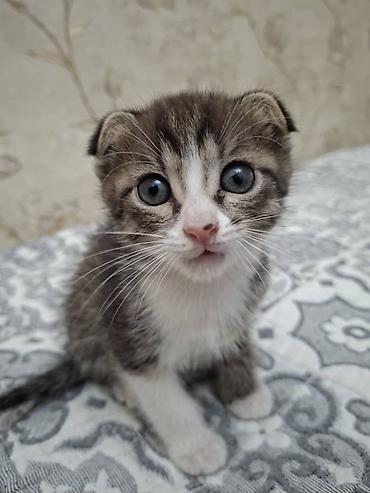 Мышыктар: Котята домашние, разного окраса: - Полосато-белый котёнок с короткими — 4