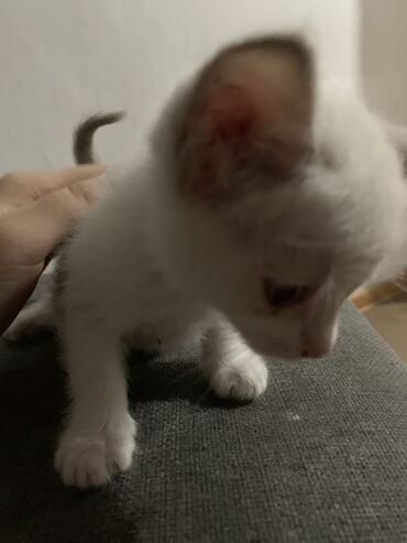сиамский кот цена: МИЛЫЕ КОТЯТА 😍😍 1.АКТИВНЫЕ 2.КРАСИВЫЕ 3.ЛЮБЯТ ИГРАТЬ 4.МИЛАШКИ 5