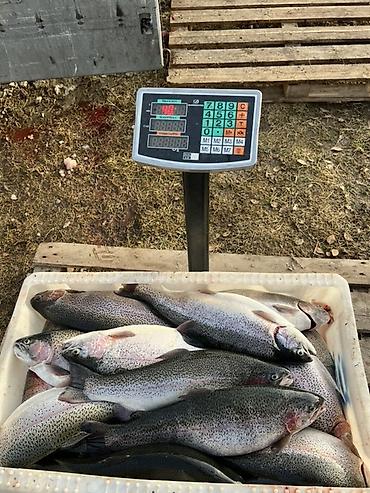рыба копченая: 🐟 СВЕЖАЯ ФОРЕЛЬ ИЗ КАРА-КУЛЯ! 🏔️ Выращиваем качественную форель в — 1