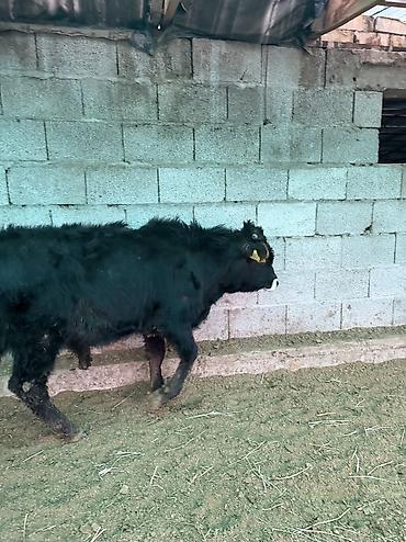 Коровы, быки: Продаю | Бык (самец) — 9