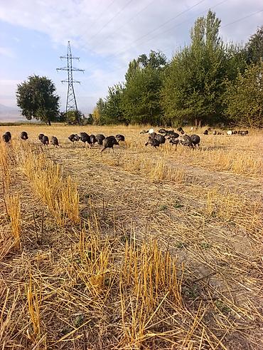 Индюки: Продаю | Индюк (самец) | Для разведения — 15