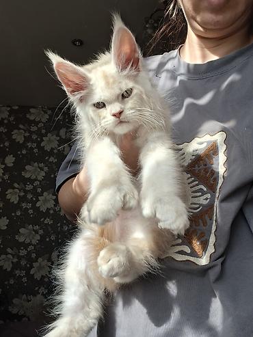 котята мэйн кун: 🐾 ЭКСКЛЮЗИВНЫЙ КОТЁНОК МЕЙН-КУН ПОЛИДАКТ 🐾 цена указана под кастрацию — 4