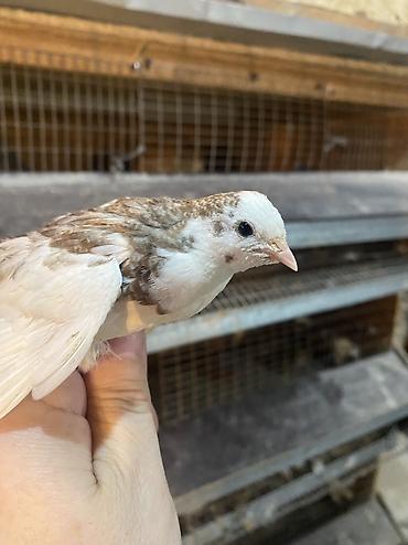 Другие с/х животные: Китайские расписные перепелки - Породы/окрасы: смешанные – тёмные — 6