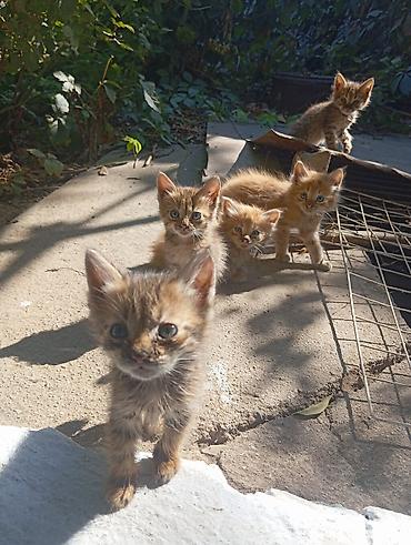 Отдам даром кошку: Отдам в хорошие руки 4-х котят.Родились 12 августа.Два мальчика:один — 1
