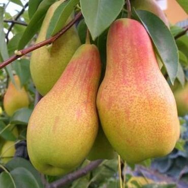 Садовые цветы и кустарники: Саженцы цветка: Розы — 27