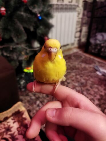 Tutuquşları: Məhəbbət quşları satilir cüt əl quslari bala verməyə meili təcili — 8