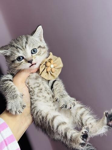 Pişiklər: Britan, Erkək, Ünvandan götürmə — 4