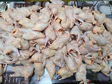 Перепелиное мясо, вес тушек 300 грамм. Находимся в центре города