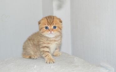 рыжий вислоухий кот купить: Продаётся шикарный мальчик, Золотой Тигр, вислоухий (фолд) . Родился