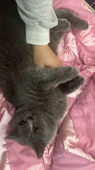 Pişiklər: Şotland, Erkək — 17