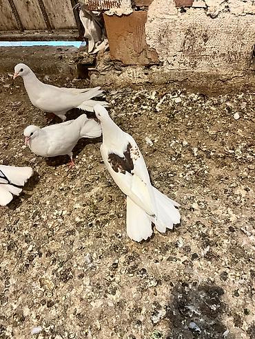meymun bala: Bala Göyərçin erkey maya oldugunu bilmirəm Allah Alannında satanında — 1