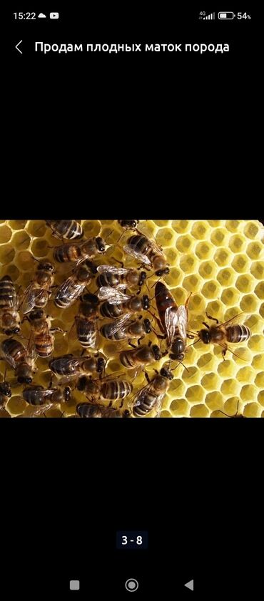 Необходимо купить улей для медоносных пчел в Бишкекской области