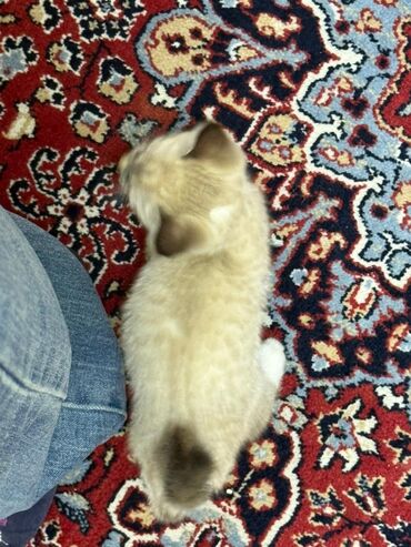 котенок породистый: 3 месяца, Мальчик, Приучена к лотку
