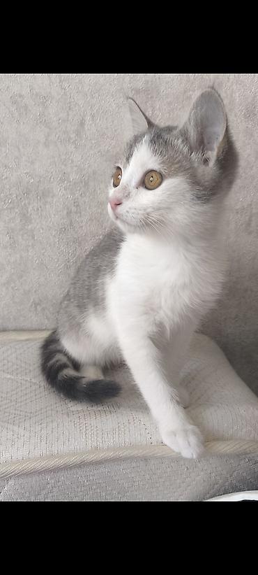 кошки пародистые: Кошка даром: Беспородная, 3 месяца, Мальчик — 1