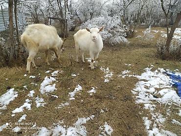 Keçilər, çəpişlər: Sistemləri Saanen keçiləri temiz saf qan keçiləri.iki dişi bir teke — 10