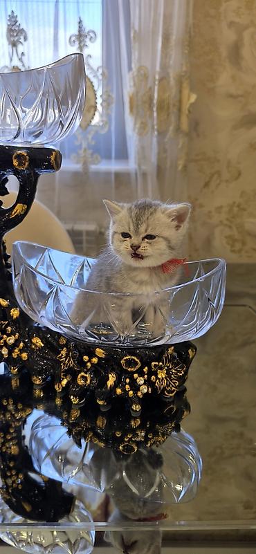 ragdoll pisik: Şınşıla cins pişiklər həm dişi həm erkek . öz pişiyimin balalarıdı — 7
