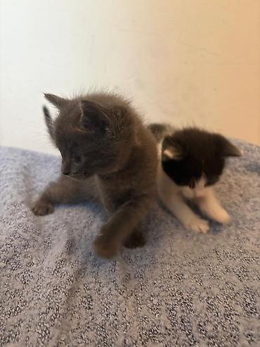 Ищем добрые и заботливые семьи, которые смогут подарить котятам